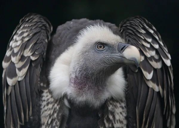 Nahaufnahme Eines Gänsegeiers Eines Greifvogels — Stockfoto