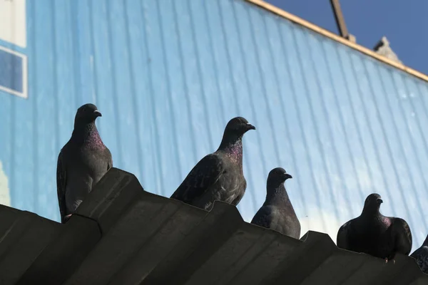 从下面看金属屋顶上的鸽子和蓝色波纹铝墙 — 图库照片