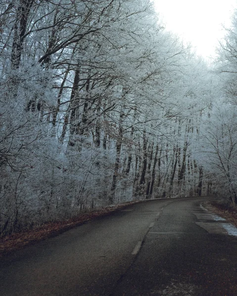 Tiro Vertical Uma Estrada Cercada Por Árvores Inverno — Fotografia de Stock