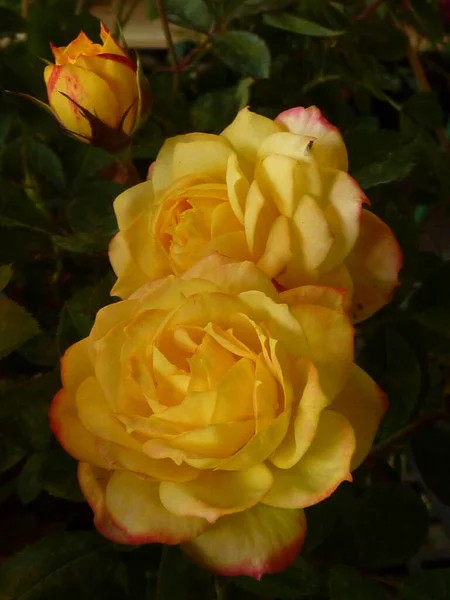 Primo Piano Una Bella Rosa Gialla Piena Fioritura Che Cresce — Foto Stock