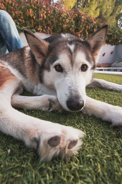 Een Verticaal Schot Van Een Siberische Husky Liggend Tuin Overdag — Stockfoto