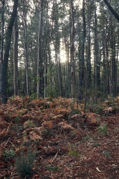 Colpo Verticale Sentiero Circondato Alberi Ricoperti Foglie Secche Una Foresta — Foto Stock