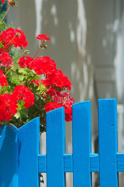 그리스 매력적 마을의 아름다운 꽃들이 적색과 청색이 대조적 — 스톡 사진