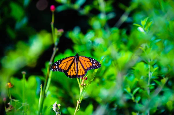Селективный Снимок Бабочки Монарха Саду — стоковое фото