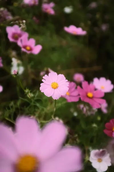 Ein Vertikaler Schuss Rosa Gartenkosmos Blüht Auf Dem Feld — Stockfoto