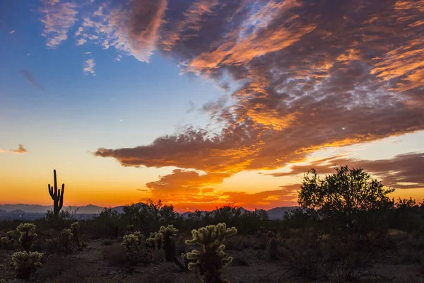 Obraz Jest Widok Genialny Zachód Słońca Pustyni Kaktusów Drzew Sylwetka — Zdjęcie stockowe