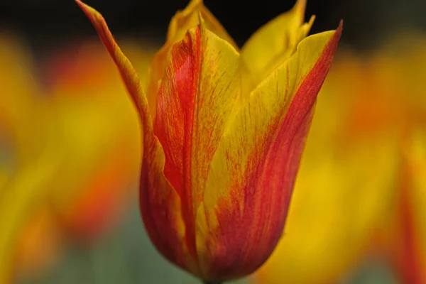 Une Mise Point Sélective Une Belle Tulipe Sur Terrain — Photo