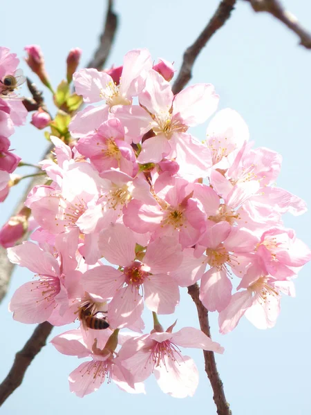 Colpo Verticale Fiori Ciliegio Fiore — Foto Stock