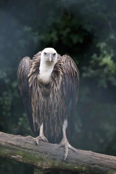 Closeup Griffon Vulture Bird Prey — Stock Photo, Image