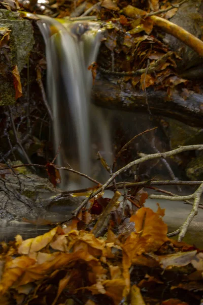 Closeup Shot Fallen Wet Autumn Leaves Ground — Stock Photo, Image