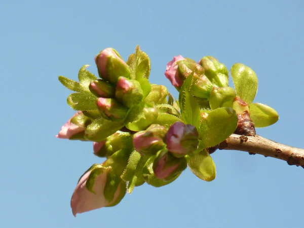 Closeup Shot Blooming Cherry Blossoms — Stock Photo, Image