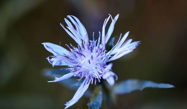 Krásná Fialová Květina Německá Flockenblume Modrém Světle Objektivu Ještě Fialovější — Stock fotografie
