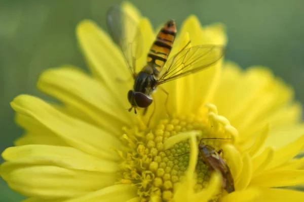 Enfoque Selectivo Una Mosca Voladora Una Flor Amarilla Floreciente —  Fotos de Stock