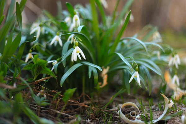 Een Close Van Sneeuwklokjes Een Veld Overdag Met Een Wazige — Stockfoto