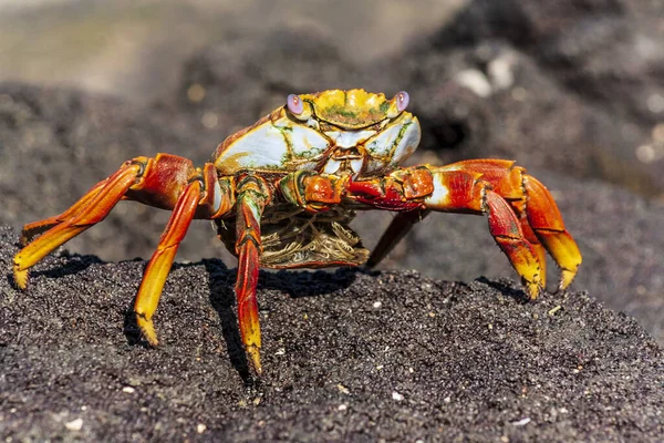 Selective Focus Shot Galapagos Island Crab Walking Black Sand Ecuador — Stock Photo, Image