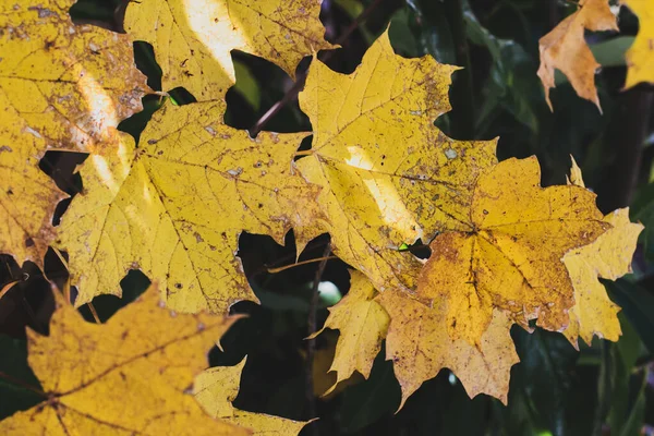Eine Nahaufnahme Von Gelben Herbstblättern Auf Verschwommenem Hintergrund — Stockfoto