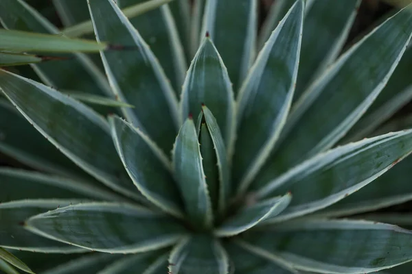 Primer Plano Tequila Agave — Foto de Stock