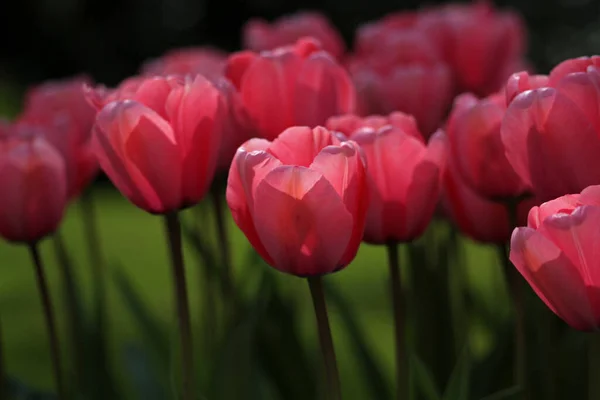 Selektivní Záběr Krásných Růžových Tulipánů Poli — Stock fotografie