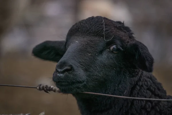 Een Close Van Zwarte Schapen Achter Hekken Een Boerderij Tegen — Stockfoto