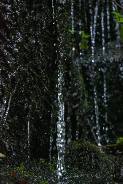 Вертикальный Снимок Стволов Высоких Деревьев Лесу — стоковое фото