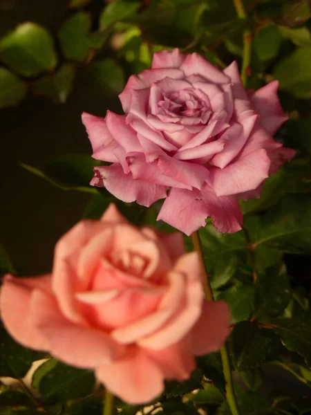Вертикальный Селективный Фокус Красивых Цветных Роз — стоковое фото