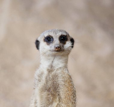 A vertical shot of a cute looking meerkat clipart