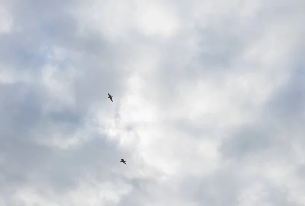 Die Beiden Vögel Fliegen Einem Bewölkten Himmel — Stockfoto