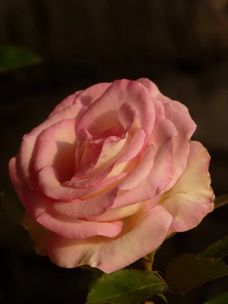 Una Messa Fuoco Verticale Selettiva Una Bella Rosa Colore Brillante — Foto Stock