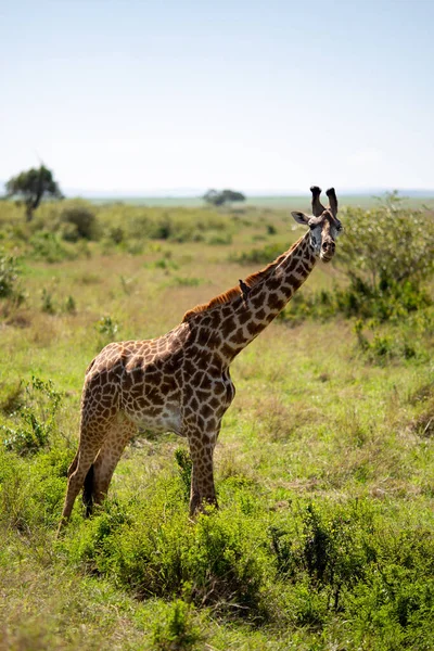 Plan Vertical Une Girafe Dans Une Prairie — Photo
