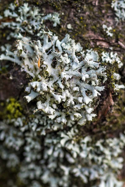 Primer Plano Vertical Líquenes Foliosos Coexisten Con Tronco Bosque — Foto de Stock