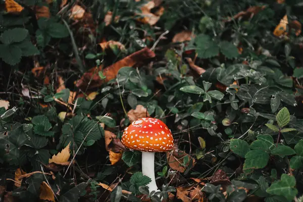 森の床に生えている赤い斑点のある真菌 — ストック写真