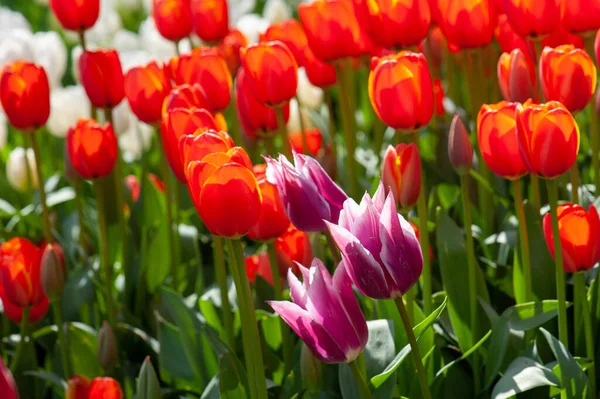 Gros Plan Belles Tulipes Violettes Rouges Fleurs Dans Champ — Photo