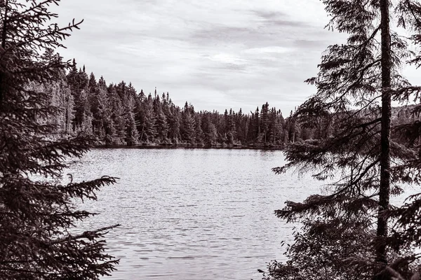 Uno Scatto Scala Grigi Lago Circondato Alberi Sempreverdi — Foto Stock