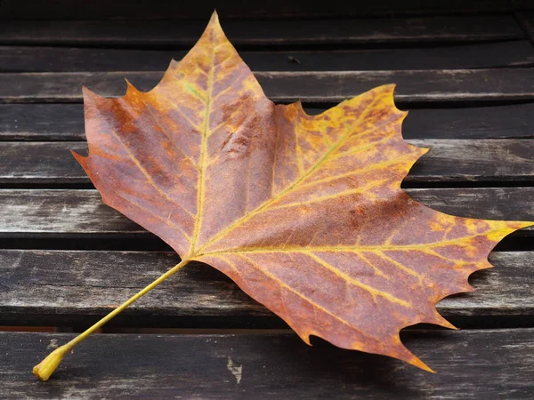Detailní Záběr Podzimního Listu Dřevěném Povrchu — Stock fotografie