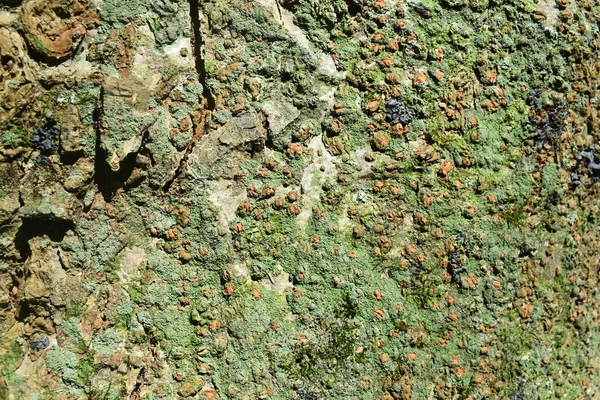 木の幹の樹皮のクローズアップショット苔の詳細とテクスチャ — ストック写真