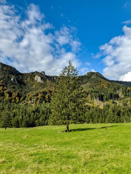 Eine Vertikale Aufnahme Der Grünen Wiese Auf Bergwald Hintergrund — Stockfoto