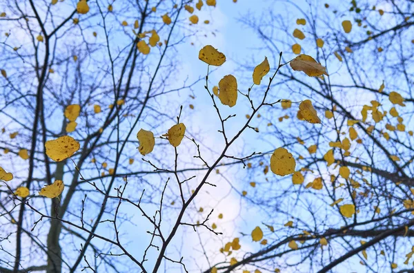 Plan Peu Profond Des Branches Des Feuilles Devant Ciel Bleu — Photo