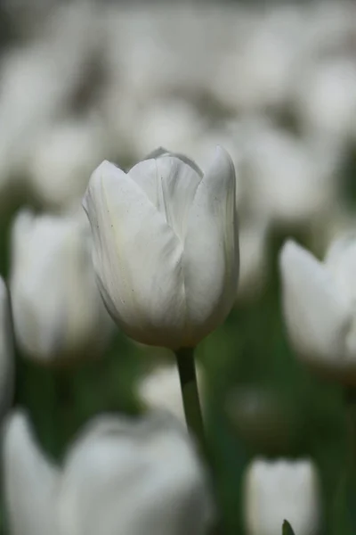 Eine Selektive Fokusaufnahme Schöner Weißer Tulpen Auf Dem Feld — Stockfoto