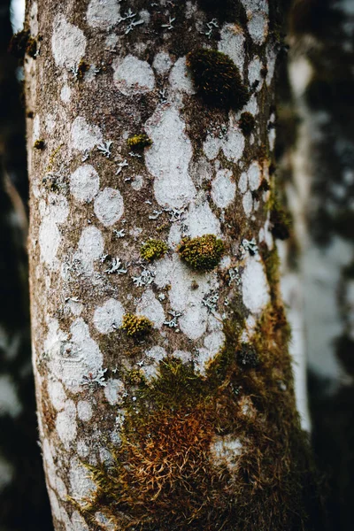 Tiro Close Tronco Árvore Floresta — Fotografia de Stock