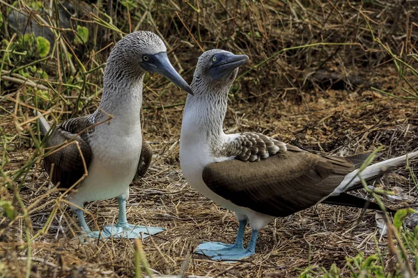 Een Paar Blauwvoetige Tietjes Die Een Paardans Uitvoeren — Stockfoto