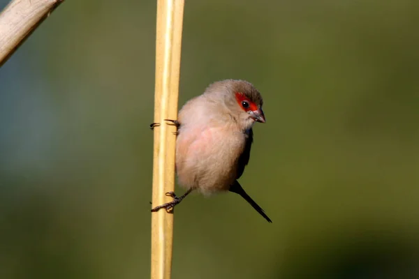 枝の上にある一般的な蝋人形の鳥のクローズアップショット — ストック写真