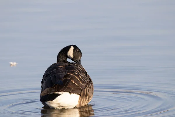 Selective Focus Shot Canadian Goose Floating Pond — Stock Photo, Image