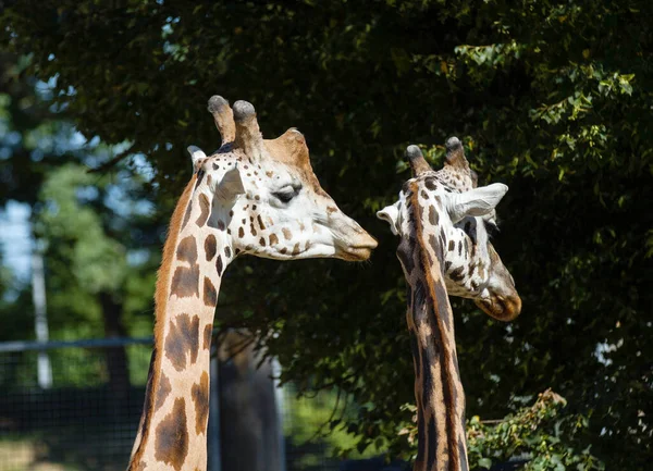 Gros Plan Deux Têtes Girafe — Photo