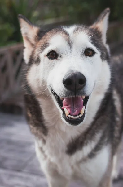 Ένα Κάθετο Πλάνο Ενός Σιβηριανού Husky Στην Αυλή Την Ημέρα — Φωτογραφία Αρχείου