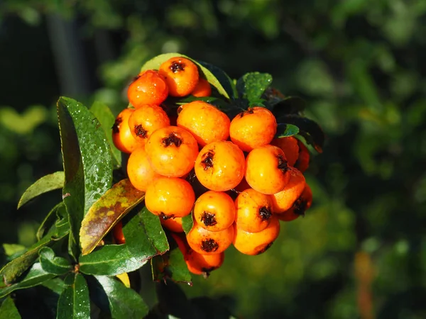 Primer Plano Montón Plantas Espino Fuego Con Bayas Naranja Brillante —  Fotos de Stock