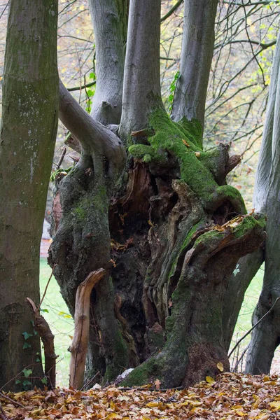 Piękne Ujęcie Starego Pnia Drzewa Jesiennym Krajobrazie Lasu — Zdjęcie stockowe