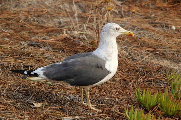 Een Closeup Shot Van Een Schattige Meeuw Staand Grond — Stockfoto