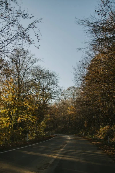 나무로 둘러싸인 산길의 아름다운 — 스톡 사진