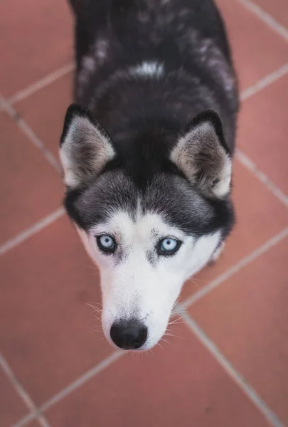 Een Verticaal Schot Van Een Siberische Husky Tegelvloer Een Dag — Stockfoto