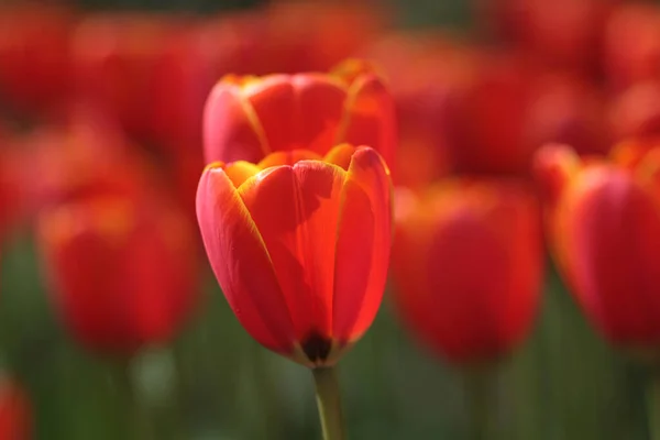 フィールド内の美しい赤いチューリップの選択的フォーカスショット — ストック写真